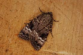 Attēlu rezultāti vaicājumam “Amphipyra pyramidea”