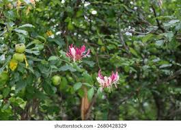 Attēlu rezultāti vaicājumam “Lonicera caprifolium”