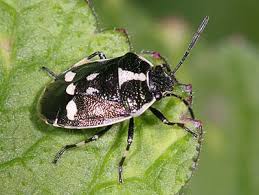 Attēlu rezultāti vaicājumam “Eurydema oleracea”