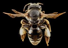 Image result for Boccia In Epsom & Ewell (Bees)