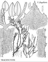 Attēlu rezultāti vaicājumam “Pseudobryum cinclidioides cells”