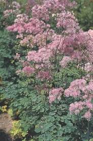 Attēlu rezultāti vaicājumam “Thalictrum aquilegifolium”