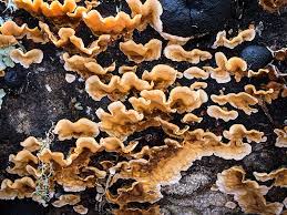 Attēlu rezultāti vaicājumam “Stereum hirsutum”