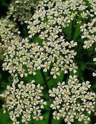 Attēlu rezultāti vaicājumam “Aegopodium podagraria flower”