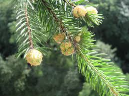 Attēlu rezultāti vaicājumam “Adelges laricis”