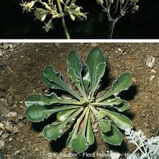 Attēlu rezultāti vaicājumam “Silene otites fruit”