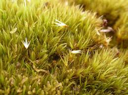 Attēlu rezultāti vaicājumam “Campyliadelphus elodes”