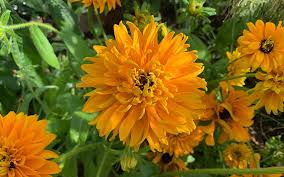 Attēlu rezultāti vaicājumam “Rudbeckia hirta var. hirta flower”