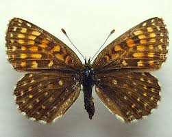 Attēlu rezultāti vaicājumam “Melitaea diamina”