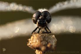 Attēlu rezultāti vaicājumam “Sympetrum danae”