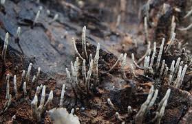 Attēlu rezultāti vaicājumam “Xylaria polymorpha”