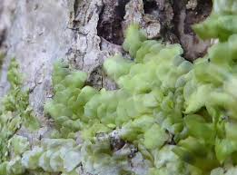 Attēlu rezultāti vaicājumam “Radula complanata sporophyte”