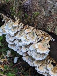 Attēlu rezultāti vaicājumam “Plicatura nivea”