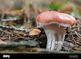 Attēlu rezultāti vaicājumam “Gomphidius roseus”