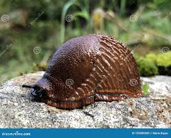 Attēlu rezultāti vaicājumam “Arion rufus”