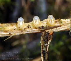 Attēlu rezultāti vaicājumam “Sphaerobolus stellatus”