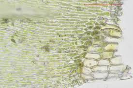 Attēlu rezultāti vaicājumam “Calliergonella lindbergii”