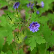 Attēlu rezultāti vaicājumam “Geranium bohemicum fruit”