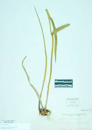 Attēlu rezultāti vaicājumam “Acorus calamus”