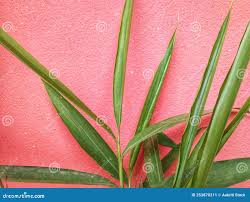 Attēlu rezultāti vaicājumam “Acorus calamus leaf”