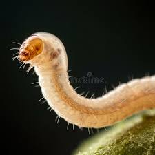 Attēlu rezultāti vaicājumam “larva”