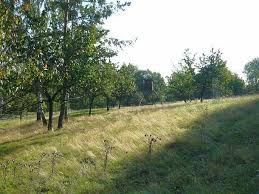 Attēlu rezultāti vaicājumam “Cirsium x rigens”