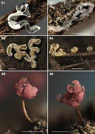 Attēlu rezultāti vaicājumam “Diderma testaceum sessile”