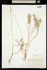 Attēlu rezultāti vaicājumam “Bromus hordeaceus subsp. hordaceus”