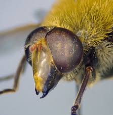 Attēlu rezultāti vaicājumam “Arctophila superbiens”