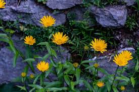 Image result for Buphthalmum salicifolium