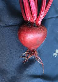 Image result for Beta vulgaris