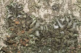 Attēlu rezultāti vaicājumam “Pleurosticta acetabulum”