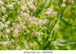 Attēlu rezultāti vaicājumam “Lepidium latifolium flower”