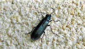 Attēlu rezultāti vaicājumam “Dasytes caeruleus”