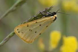 Attēlu rezultāti vaicājumam “Setina irrorella”