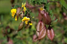 Image result for Colutea x media (arborescens x orientalis)