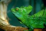Green Basilisk lizards eat insects, rodents and runs on water ...