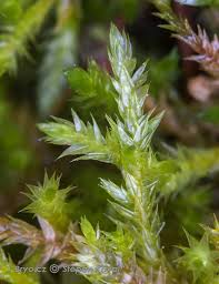 Attēlu rezultāti vaicājumam “Callicladium haldanianum”