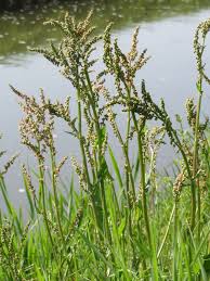 Attēlu rezultāti vaicājumam “Rumex acetosa”