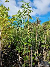 Attēlu rezultāti vaicājumam “Castanea sativa”