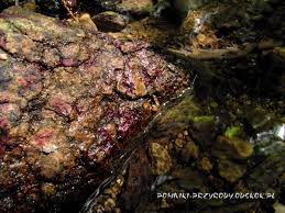 Attēlu rezultāti vaicājumam “Hildenbrandia rivularis”