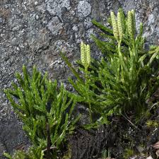 Attēlu rezultāti vaicājumam “Diphasium complanatum”