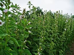 Image result for Althaea officinalis