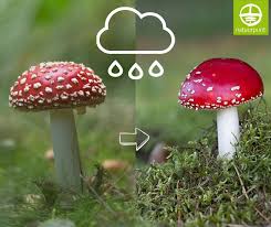 Image result for vliegenzwam