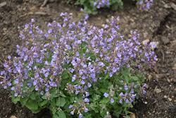 Attēlu rezultāti vaicājumam “Nepeta x faassenii”