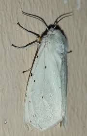 Attēlu rezultāti vaicājumam “Spilosoma lubricipeda”