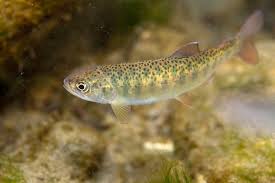 Image result for Oncorhynchus mykiss