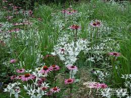 Attēlu rezultāti vaicājumam “Calamagrostis purpurea flower”