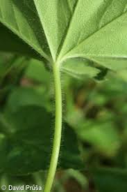 Attēlu rezultāti vaicājumam “Alchemilla subcrenata”