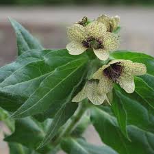 Image result for bilsenkraut